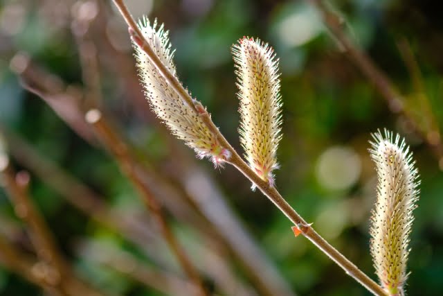 ネコヤナギの栽培:庭植えと鉢植えの選択