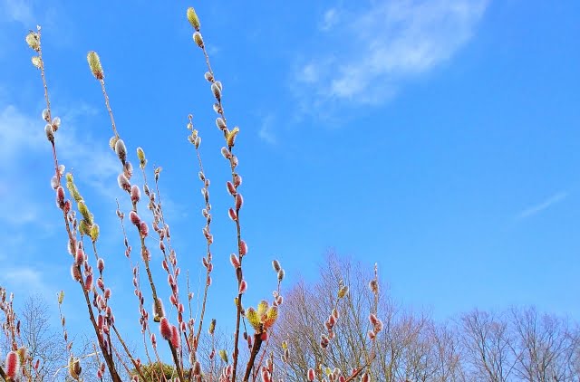 ネコヤナギの花言葉と多様な品種の魅力