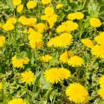 たんぽぽを庭に植えてはいけない｜生態系への悪影響が問題になる