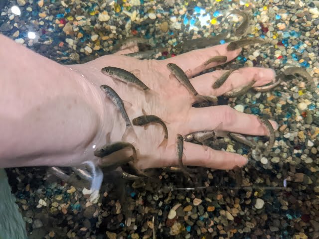 ドクターフィッシュはなぜ角質を食べるのか？生態と特徴